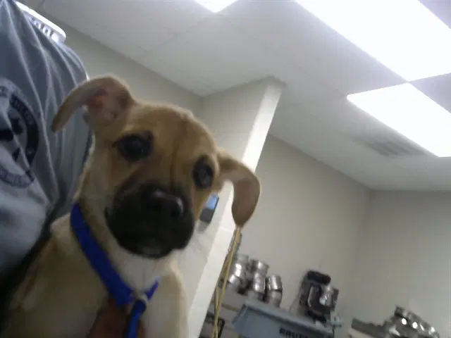 Quinn - Black Mouth Cur