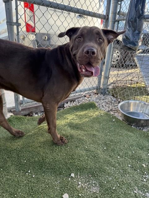 LOGAN, a dog for adoption from The City of Pasadena, Texas