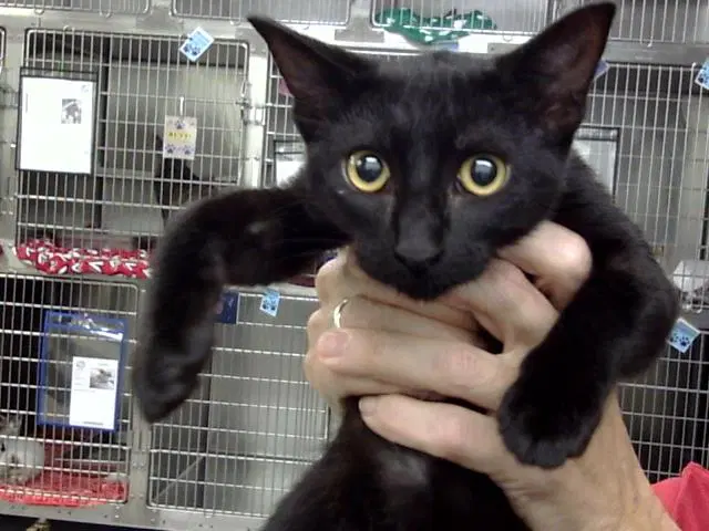 Unknown - Domestic Short Hair