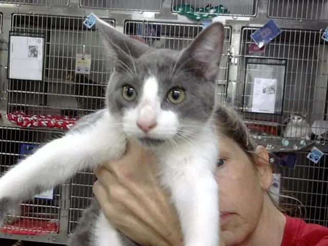 Unknown - Domestic Short Hair