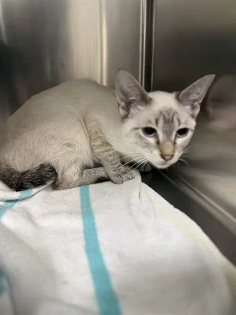 Unknown - Domestic Short Hair