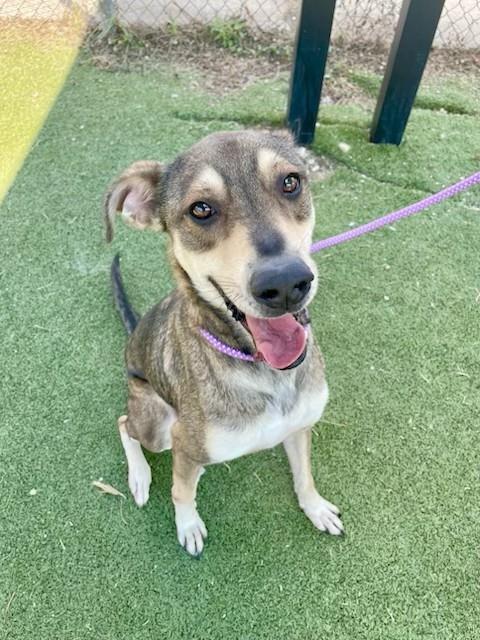 RORY, a dog for adoption from The City of Pasadena, Texas