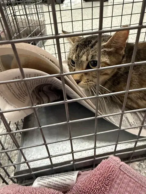 Mona - Domestic Short Hair