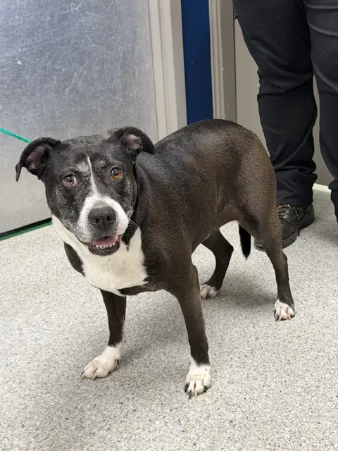 Kaleighsi - American Staffordshire Terrier