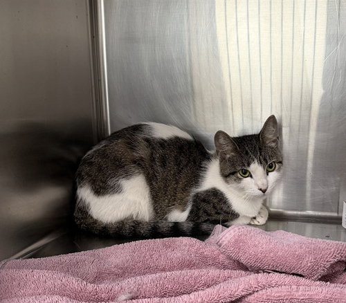 SCRUMP, a cat for adoption from The City of Pasadena, Texas