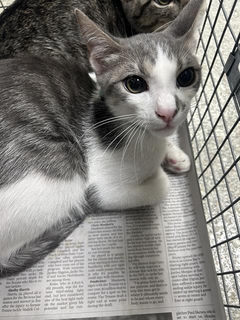 JUNIOR, a cat for adoption from The City of Pasadena, Texas