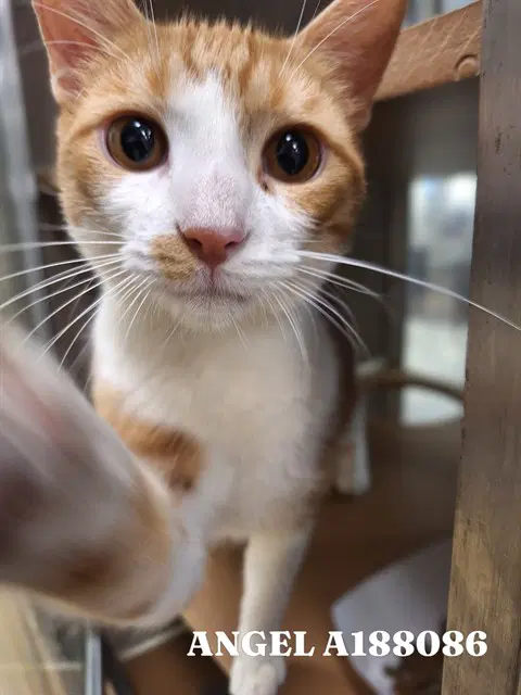 Angel - Domestic Medium Hair