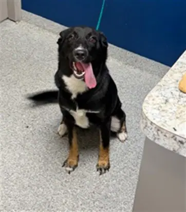 Sombra - Labrador Retriever