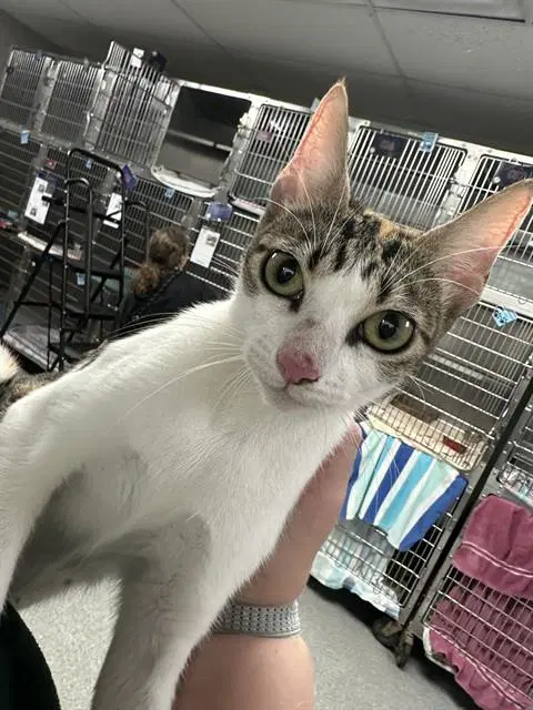 Unknown - Domestic Short Hair