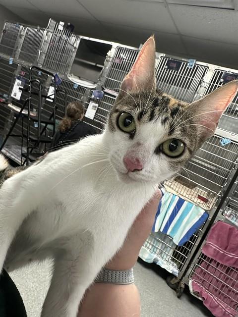 A188156, a cat for adoption from The City of Pasadena, Texas