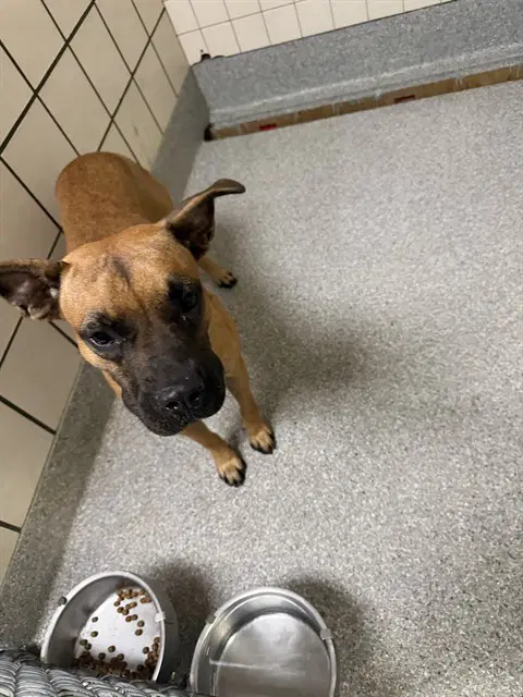 Peppa - Black Mouth Cur