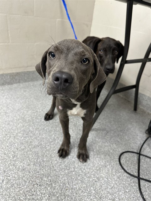 ELEKTRA, a dog for adoption from The City of Pasadena, Texas
