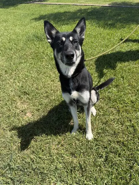 Nova - German Shepherd Dog