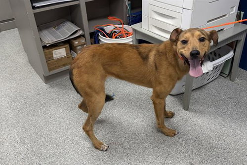 SISSY, a dog for adoption from The City of Pasadena, Texas