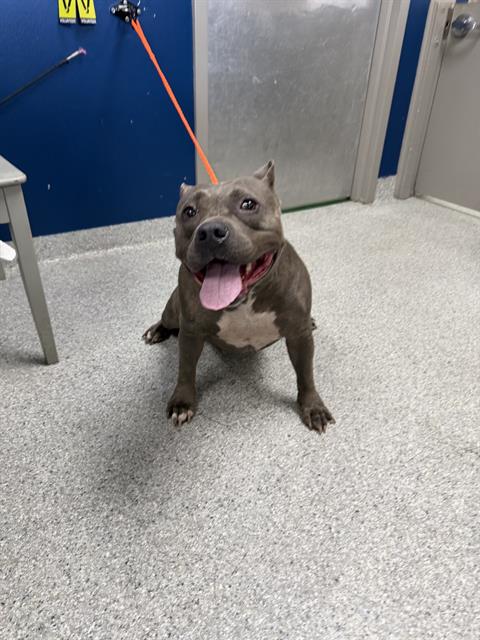 PIGGY, a dog for adoption from The City of Pasadena, Texas