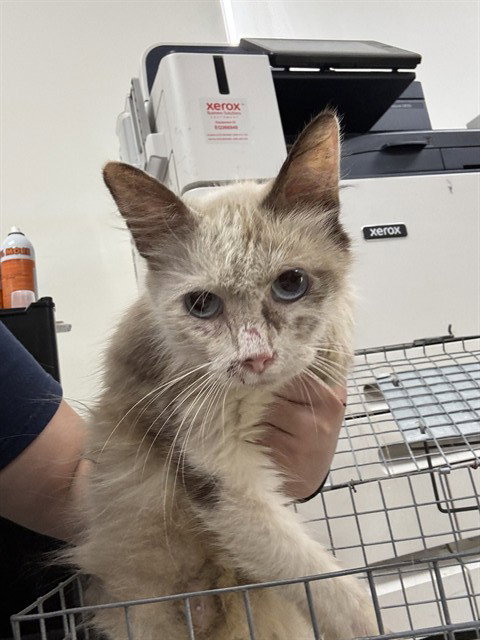 A187671, a cat for adoption from The City of Pasadena, Texas