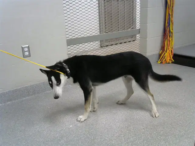 Unknown - Siberian Husky