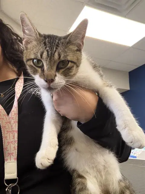Unknown - Domestic Short Hair