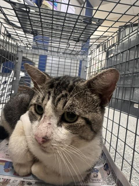 EMILIO, a cat for adoption from The City of Pasadena, Texas