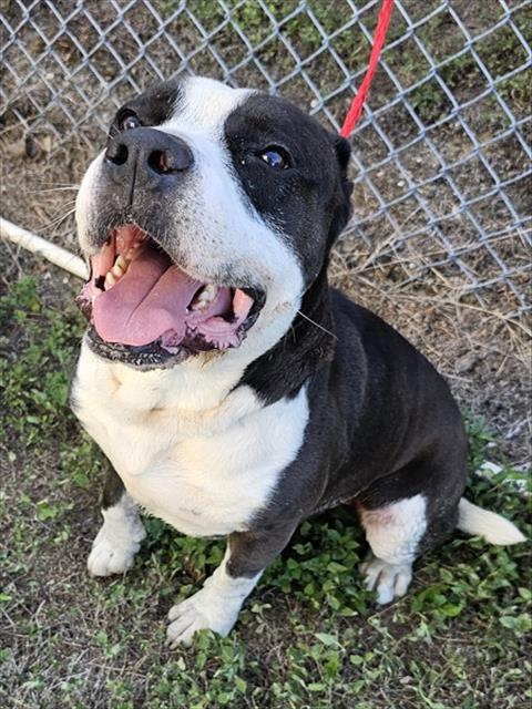 HUDSON, a dog for adoption from The City of Pasadena, Texas