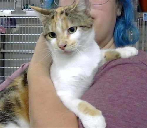 A187927, a cat for adoption from The City of Pasadena, Texas
