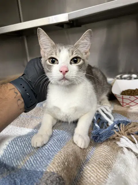 Unknown - Domestic Short Hair