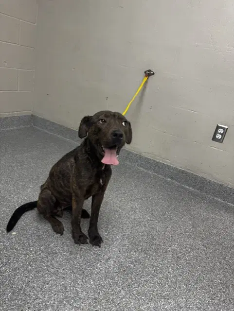 Mindy - Labrador Retriever