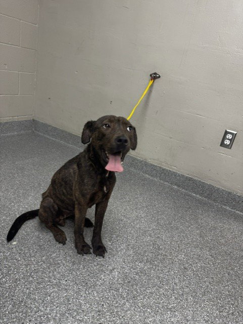 A187981, a dog for adoption from The City of Pasadena, Texas