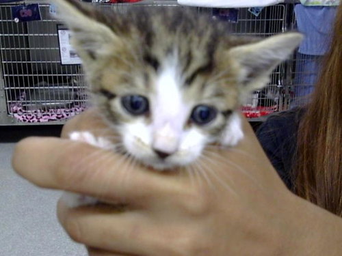 A188048, a cat for adoption from The City of Pasadena, Texas