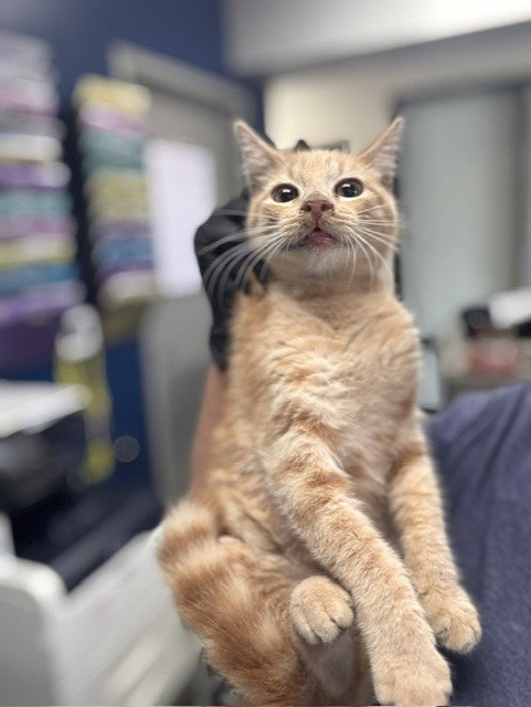 A188140, a cat for adoption from The City of Pasadena, Texas