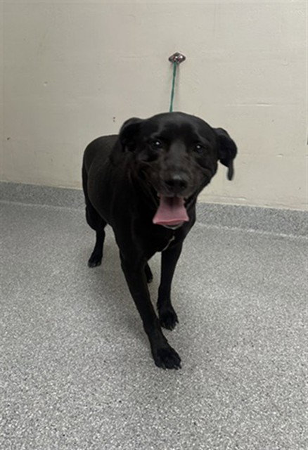 DIXIE, a dog for adoption from The City of Pasadena, Texas