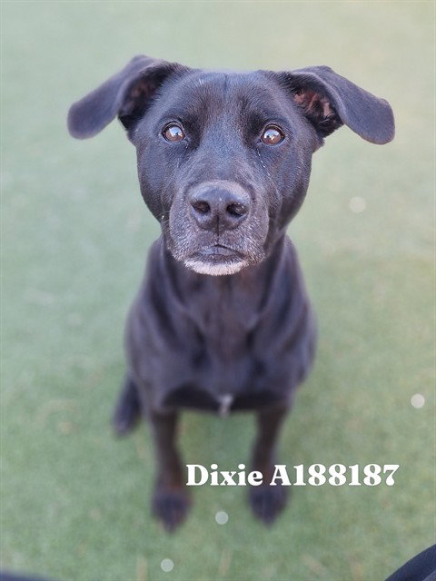 DIXIE