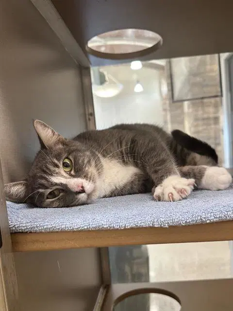 Olive - Domestic Short Hair