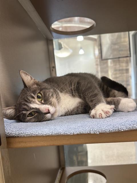 OLIVE, a cat for adoption from The City of Pasadena, Texas