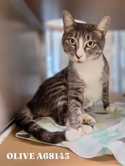 Olive - Domestic Short Hair
