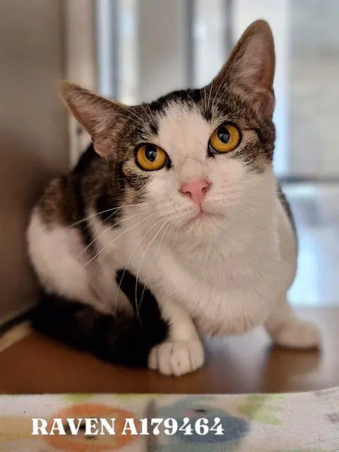 Raven - Domestic Short Hair