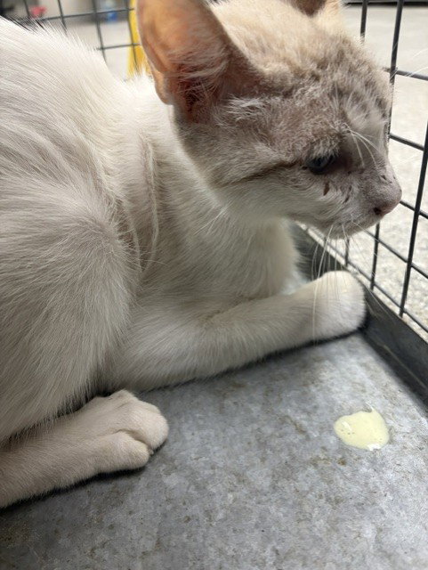 A187320, a cat for adoption from The City of Pasadena, Texas