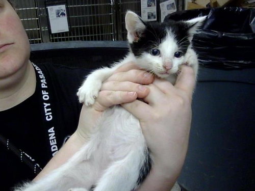 A187322, a cat for adoption from The City of Pasadena, Texas