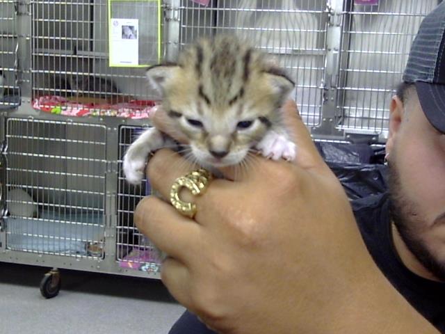 A187325, Domestic Short Hair
