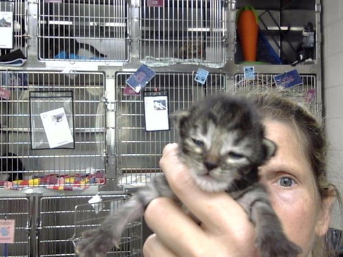 A187487, a cat for adoption from The City of Pasadena, Texas