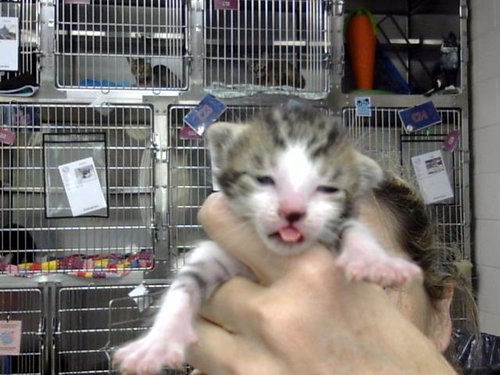 A187491, a cat for adoption from The City of Pasadena, Texas