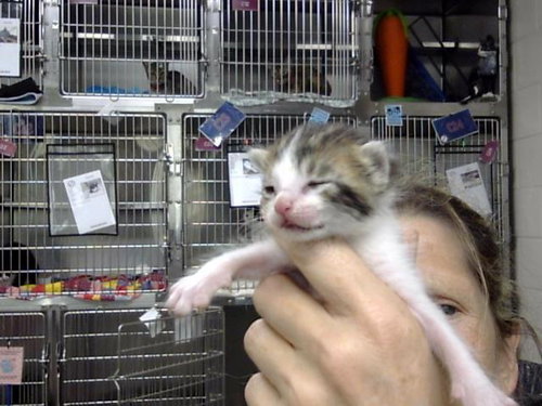 A187492, a cat for adoption from The City of Pasadena, Texas