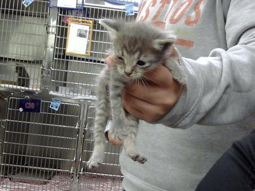 A187780, a cat for adoption from The City of Pasadena, Texas