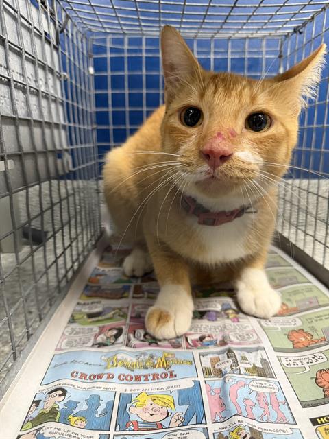 A187830, a cat for adoption from The City of Pasadena, Texas
