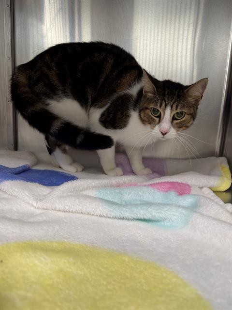A187931, Domestic Short Hair
