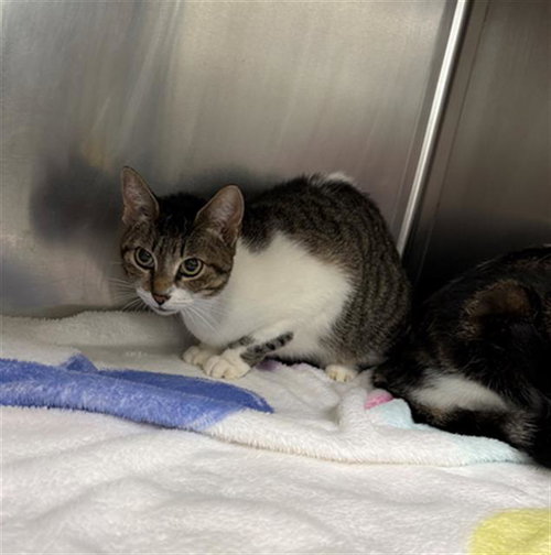 A187932, a cat for adoption from The City of Pasadena, Texas