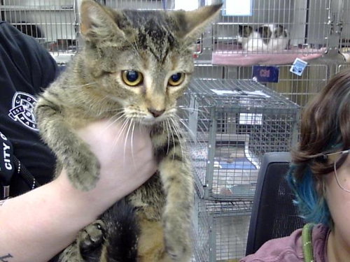 A188237, a cat for adoption from The City of Pasadena, Texas