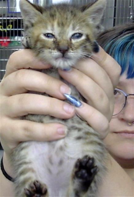 A188286, Domestic Short Hair
