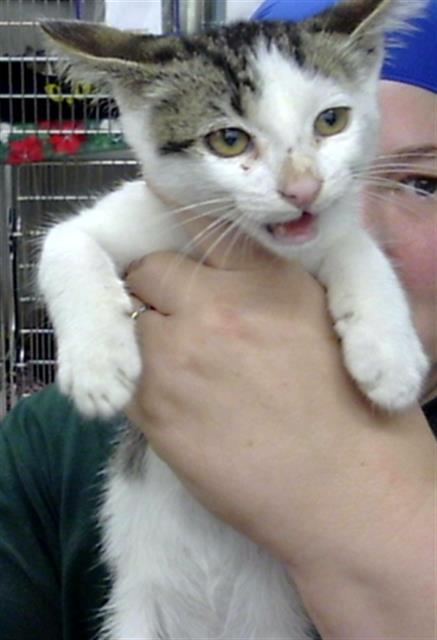 A188291, a cat for adoption from The City of Pasadena, Texas