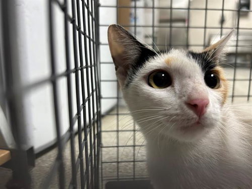 A188293, a cat for adoption from The City of Pasadena, Texas